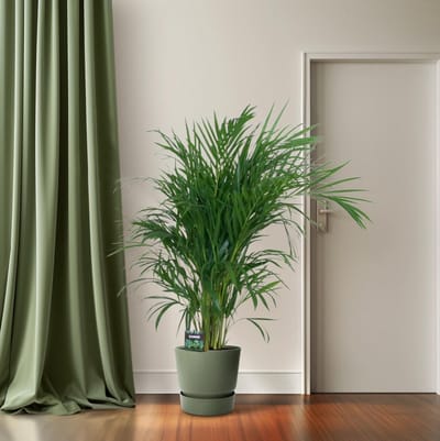 Plantenboetiek.nl | Dypsis Lutescens - Areca palm - Ø19cm - 90-100cm hoog - Kamerplant - Groenblijvend