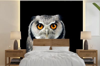 Behang - Fotobehang Uil - Vogel - Oranje - Zwart - Breedte 300 cm x hoogte 300 cm