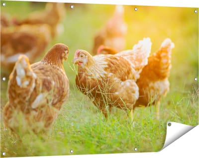 Gards Tuinposter Kippen op het Gras - 120x80 cm - Tuindoek - Tuindecoratie - Wanddecoratie buiten - Tuinschilderij