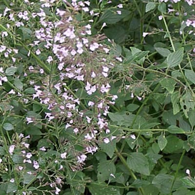 6 x Calamintha Nepeta Nepeta  - Bergsteentijm pot 9x9cm