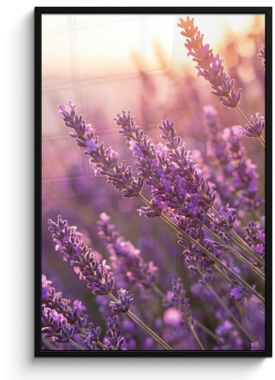 Poster in lijst - Fotolijst 80x120 cm - Posters - Lavendel - Paars - Zonlicht - Posterlijst zwart - Decoratie - Wanddecoratie woonkamer - Muurdecoratie slaapkamer