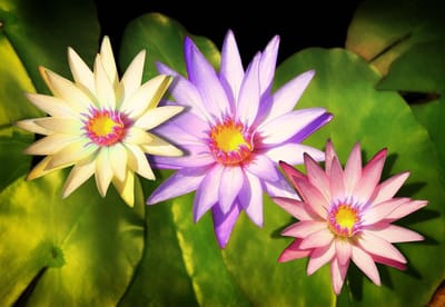 Fotobehang Flowers Natur | XL - 208cm x 146cm | 130g/m2 Vlies