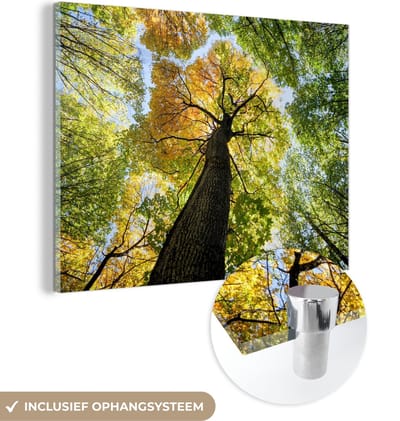 MuchoWow® Glasschilderij 120x90 cm - Schilderij acrylglas - Boom - Natuur - Bos - Foto op glas - Schilderijen