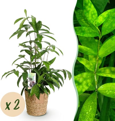 Plantenboetiek.nl | Green is... Dracaena surculosa - Drakenbloedboom - Weinig onderhoud - met mand - Groen - 2 Planten - Ø17cm - 60-70cm hoog - Kamerplant - Groenblijvend