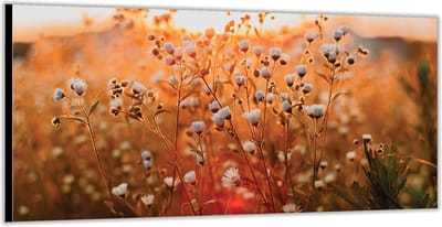 Dibond –Madeliefjes met Zon -200x100 Foto op Aluminium (Wanddecoratie van metaal)