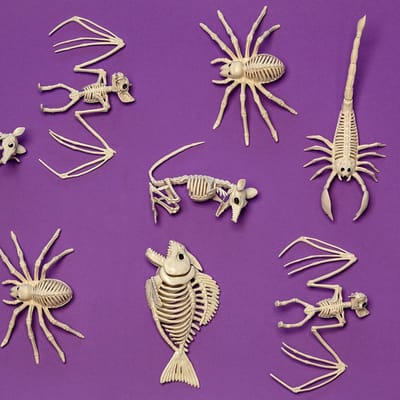 Halloween Vogelskelet.