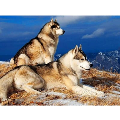 5D DIY Diamond schilderij borduurwerk wolf kruissteek volledige ronde Diamond mozaïek Home Decor 20X30CM beige