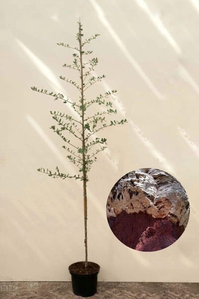Jonge Kurkeikenboom | Quercus suber | 100-150cm hoogte