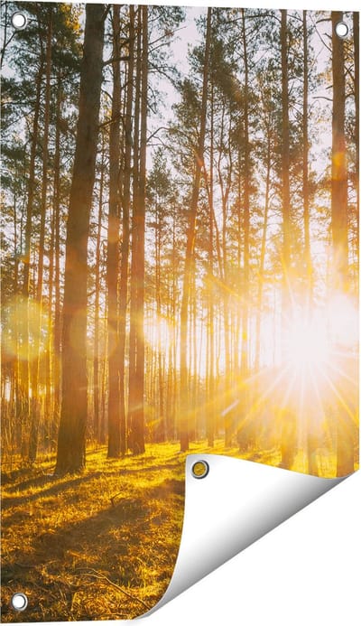 Gards Tuinposter Zonsopkomst in het Bos tussen de Bomen - 40x60 cm - Tuindoek - Tuindecoratie - Wanddecoratie buiten - Tuinschilderij