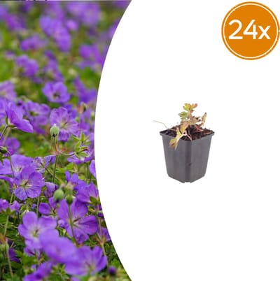 24 Stuks Ooievaarsbek ‘Azure Rush’, Helder blauwe bloemen, bodembedekkers, Geranium Azure Rush - 10-25cm - Ø9cm