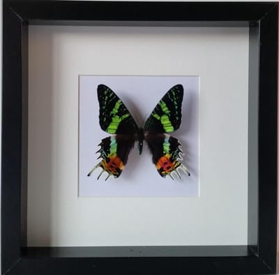 opgezette Urania Ripheus in diepe houten lijst.
