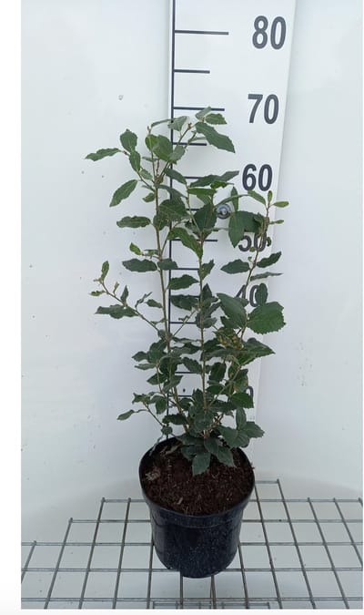 1 x QUERCUS ILEX - STEENEIK 40 - 60 cm in pot 3 liter