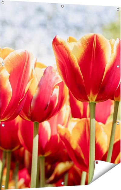 Gards Tuinposter Oranje Rode Tulpen - 90x120 cm - Tuindoek - Tuindecoratie - Wanddecoratie buiten - Tuinschilderij