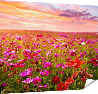 Gards Tuinposter Kleurrijke Kosmos Bloemenveld - 150x120 cm - Tuindoek - Tuindecoratie - Wanddecoratie buiten - Tuinschilderij