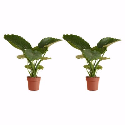 Bloomique - Set van 2 - Alocasia Gageana California - Olifantsoor - Kamerplanten - Luchtzuiverend - Hoogte 60-80 cm - Pot 21 cm