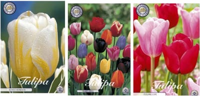 Dutch Finest Quality bloembollen set van 3 soorten 30 stuks - Tulpen - Mixed Triumph - Heineken - Feeling Love
