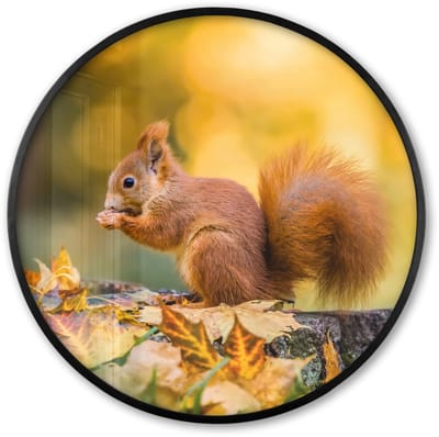 Poster in lijst Rond - Fotolijst 60x60 cm - Posters - Eekhoorn - Herfst - Bosdieren - Herfstbladeren - Bos - Ronde posterlijst zwart - Decoratie - Wanddecoratie woonkamer - Muurdecoratie slaapkamer