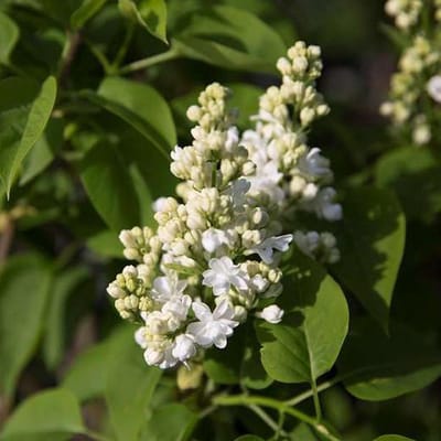 Syringa vulgaris 'Mme Lemoine'  - Sering 40-60 cm in pot
