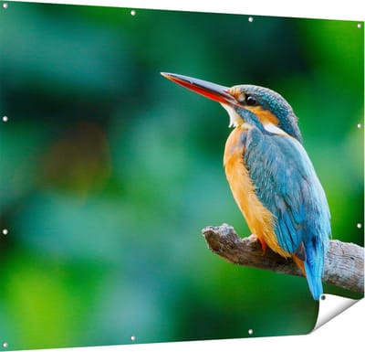 Gards Tuinposter Blauw Oranje IJsvogel op een Tak - 150x120 cm - Tuindoek - Tuindecoratie - Wanddecoratie buiten - Tuinschilderij