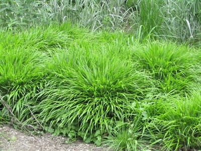 Hakonegras (Hakonechloa macra) - – Japans siergras - Grassen/kruiden - Groenblijvend - Vaste planten