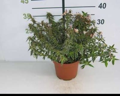 2 x Abelia grand. 'Lucky Lots' ® - Abelia 25- 30 cm in pot