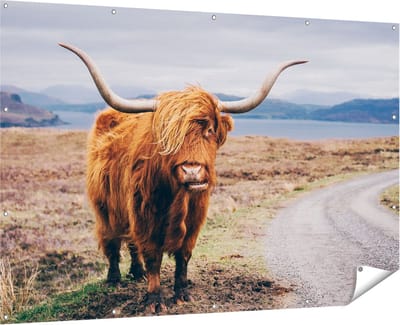 Gards Tuinposter Schotse Hooglander Koe op de Weg - 180x120 cm - Tuindoek - Tuindecoratie - Wanddecoratie buiten - Tuinschilderij