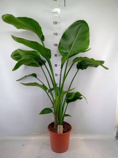 Sproution Strelitzia nicolai - Hoogte 110cm - Potmaat 24cm - Luchtzuiverende Kamerplant - Plant binnen