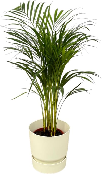 Plantenboetiek.nl | Areca palm inclusief elho Greenville Round wit - Ø19cm - 60-70cm hoog - Kamerplant - Complete set - Plant met pot