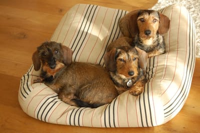 Dog's Companion - Hondenkussen / Hondenbed country field streep - XL - 140x95cm