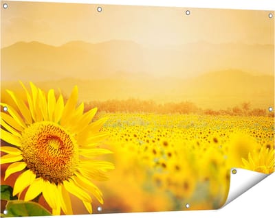 Gards Tuinposter Zonnebloemen Veld met Zonopkomst - 120x80 cm - Tuindoek - Tuindecoratie - Wanddecoratie buiten - Tuinschilderij