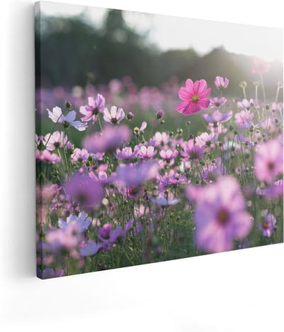 Artaza Canvas Schilderij Cosmea Bloemen - 50x40 cm - Muurdecoratie Bloemenveld - Schilderijen Op Canvas Natuur - Roze