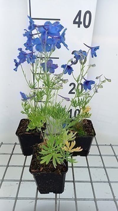 6x Ridderspoor - Delphinium grand. 'Blauer Zwerg' | 9x9 cm pot