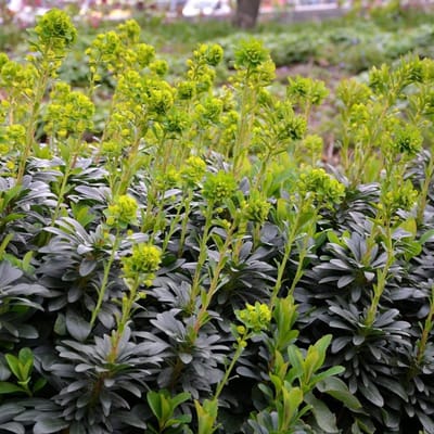 Bodembedekker Planten - Groenblijvende Vaste Plant - Schaduw Tuin - Onderhoudsvriendelijk - 24 Stuks - Groen