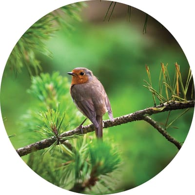 Wandcirkel Muurcirkel 15cm dibond Roodborst tak
