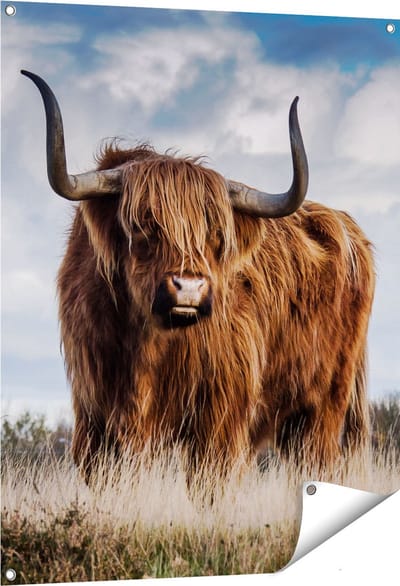 Gards Tuinposter Schotse Hooglander Koe - Kleur - 80x100 cm - Tuindoek - Tuindecoratie - Wanddecoratie buiten - Tuinschilderij