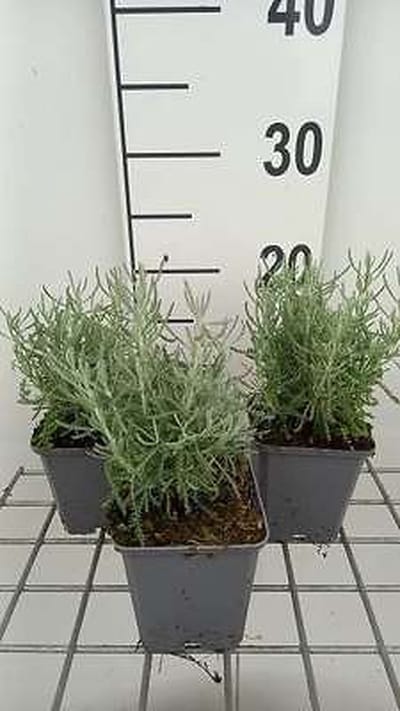 6x Heiligenbloem - Santolina cham. 'Lambrook Silver' | 9x9 cm pot
