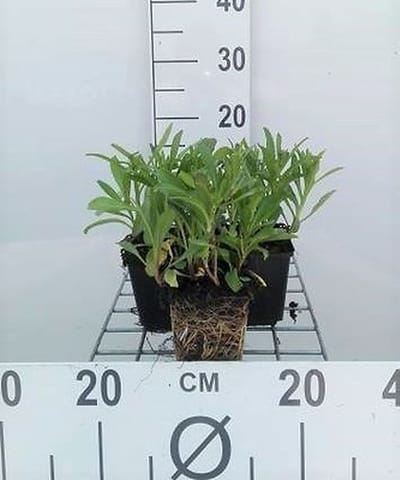 6x Margriet - Leucanthemum (s) 'Silberprinzesschen' | 9x9 cm pot