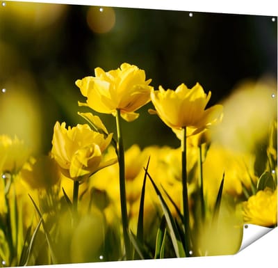 Gards Tuinposter Gele Tulpen - Bloemen - 150x120 cm - Tuindoek - Tuindecoratie - Wanddecoratie buiten - Tuinschilderij