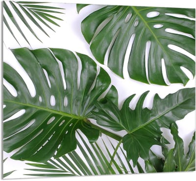 TMK ArtDeko - Glazen Keukenpaneel - Monstera - 65x60 cm