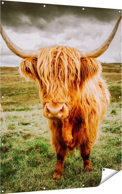 Gards Tuinposter Schotse Hooglanders in de Wei - Kleur - 120x160 cm - Tuindoek - Tuindecoratie - Wanddecoratie buiten - Tuinschilderij