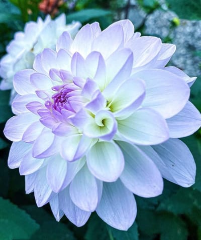 Bloembollen Mix - Perkplanten Zaden - Tuin Decoratie - Eenvoudig Te Kweken - 797 Stuks - Gemengde Kleuren