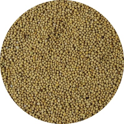 Van Beekum Specerijen - Mosterdzaad Geel Heel - 20 KG - Zak (bulk verpakking)