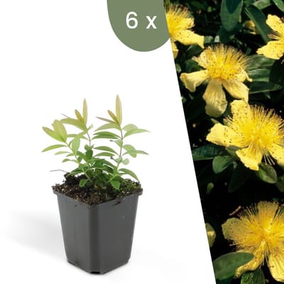 Plants by Frank | 6 Sint-Janskruid Planten | Hypericum calycinum | Winterharde bodembedekker planten | tuinplanten | Winterharde vaste planten meerjarig | Winterharde tuinplanten