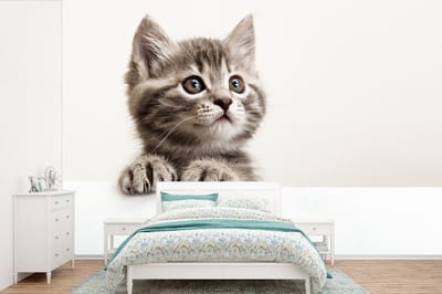 Behang - Fotobehang Poes - Grijs - Dieren - Breedte 420 cm x hoogte 280 cm