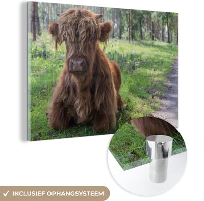 MuchoWow® Glasschilderij 120x80 cm - Schilderij acrylglas - Schotse Hooglander - Pad - Dieren - Foto op glas - Schilderijen