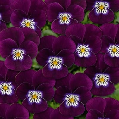 Violen Twix Violet Flare