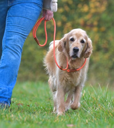 Jachtlijn / trainingslijn hond 1,6 m slip lead zonder halsband licht & reflecterend Oranje
