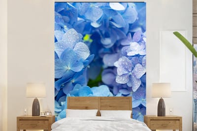 Behang - Fotobehang Hortensia - Waterdruppel - Bloemen - Botanisch - Blauw - Breedte 180 cm x hoogte 280 cm