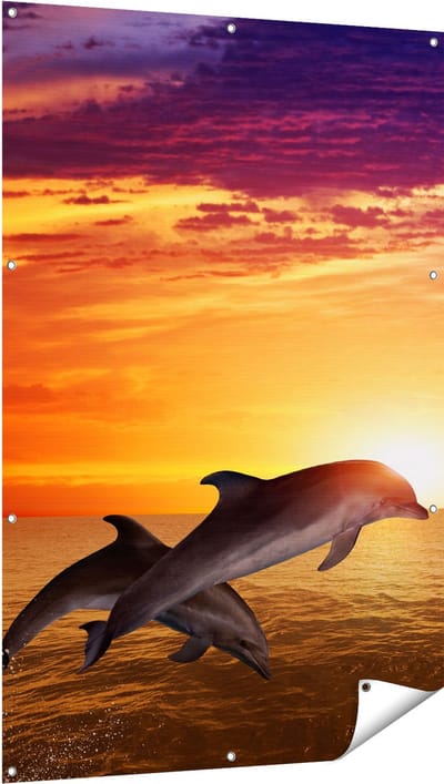 Gards Tuinposter Twee Dolfijnen bij de Zonsondergang - 100x150 cm - Tuindoek - Tuindecoratie - Wanddecoratie buiten - Tuinschilderij