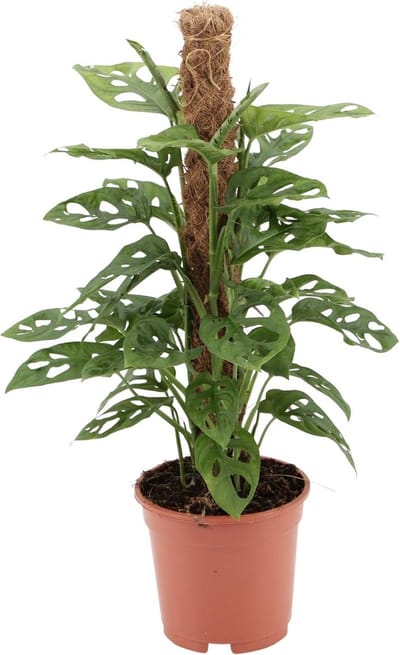 Plantenboetiek.nl | Monstera monkey - Ø17cm - 50-60cm hoog - Kamerplant - Groenblijvend